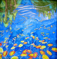 Spider Lake Waterlilies